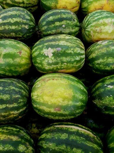 watermelon in Sialkot
